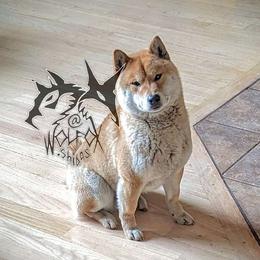 Pyro - Shiba Inu