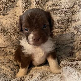 Aussiedoodles and Toy Australian Shepherds from IMR Aussie and Aussiedoodles