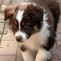 Brown - Red tri-color female Australian Shepherd puppy in Fresno, California from Boundless Joy Aussies