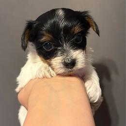 Maple (Mint Collar) - Parti female Yorkshire Terrier puppy in Riverbank, California from Yorkie_Wonderland and Stud Services