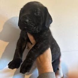 Mastiff Puppies from Bowtied Lickers