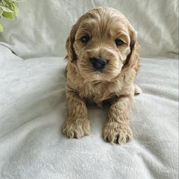 Hallie - Buff female Cockapoo puppy in Lucas, Ohio from Willow Lane Puppy