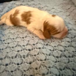 Mark - Blenheim male Cavalier King Charles Spaniel puppy in Athens, Georgia from Sandy Cross Kennels
