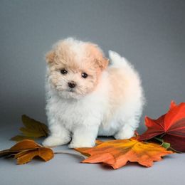 Casper - Parti male Maltipoo puppy in Philadelphia, Pennsylvania from HMH’s Boxers, Maltipoos & Cavaliers