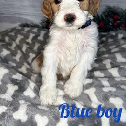 Boy 5 - Apricot Goldendoodle puppy in Modesto, California from Two Doods Doodles