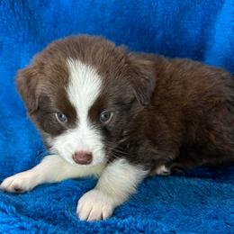 Boy 3 - Red tri male Miniature Australian Shepherd puppy in Hokes Bluff, Alabama from Alegria Toy Aussies