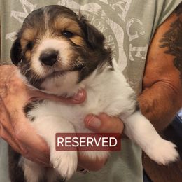 Shetland Sheepdog Puppies from Country Acres Shetland Sheepdogs