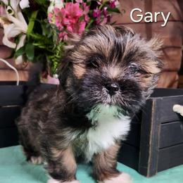 Gary - Brindle male Lhasa Apso puppy in Jefferson, New York from Absolute Lhasa Love