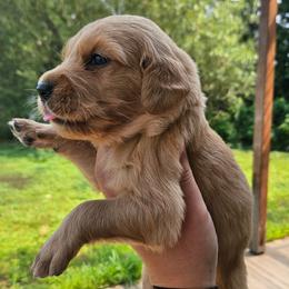 Gouda - Golden male Golden Retriever puppy in Dayton, Minnesota from Akoya Kennels