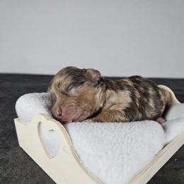 Denali - Brown merle female Aussiedoodle puppy in Doerun, Georgia from Twig & Tail Puppies