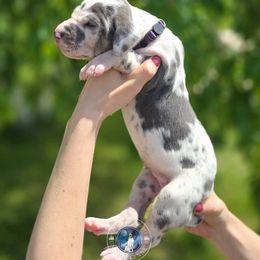 Juniper - Harlequin female Great Dane puppy in Roseau, Minnesota from UNDAD'S KENNELS