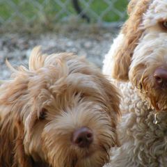 Australian Labradoodles, Bernedoodles, Double Doodles, Goldendoodles, and Poodles from Karlas Pet Rendezvous