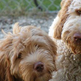 Australian Labradoodles, Bernedoodles, Double Doodles, Goldendoodles, and Poodles from Karlas Pet Rendezvous