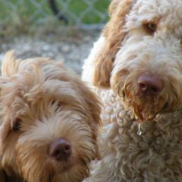 Australian Labradoodles, Bernedoodles, Double Doodles, Goldendoodles, and Poodles from Karlas Pet Rendezvous