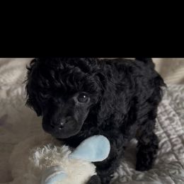 AKC GUCCI - Black female Poodle puppy in Everton, Missouri from Lucky Dog Poodles