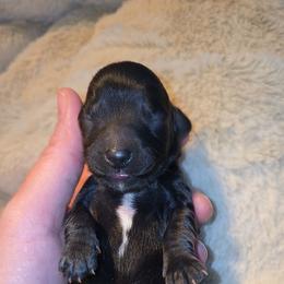 Storm - Brindle female Dachshund puppy in West Plains, Missouri from Spring Creek Dachshunds