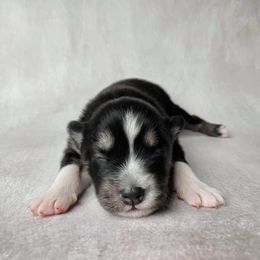 Pomsky Puppies from Pomskies of Windermere