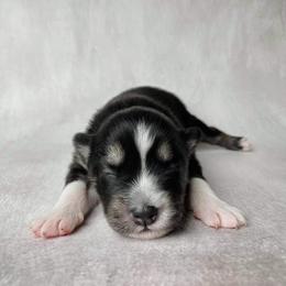 Pomsky Puppies from Pomskies of Windermere