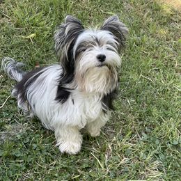 Biewer Terrier and Yorkshire Terrier Puppies from York Town California