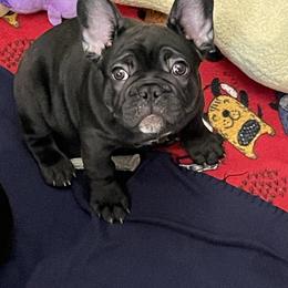 French Bulldog Puppies from Peaceful Prayers French Bulldogs