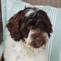 Buddy - Chocolate male Australian Labradoodle puppy in Glenford, Ohio from Mi-De Doodles