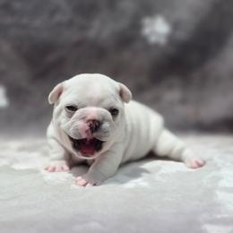 Red boy - Cream male French Bulldog puppy in Polk City, Florida from Best Friend Frenchies, LLC