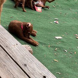 Irish Terrier Puppies from Kimerik Irish Terriers