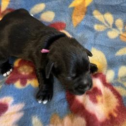Miniature Schnauzer Puppies from Sweet Home Schnauzers