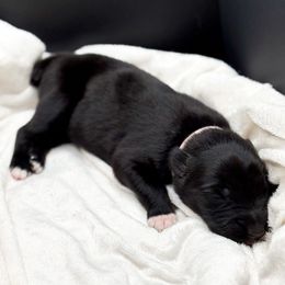 Queen - Black tri-color female Australian Shepherd puppy in Raleigh, North Carolina from Southern Tribute Farms