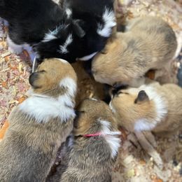 Pembroke Welsh Corgi Puppies from Ayers Acres Corgis