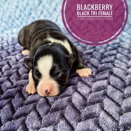Blackberry - Black tri female Miniature Australian Shepherd puppy in Kettle Falls, Washington from Ellie's Miniature Australian Shepherds