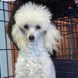 Fiesty - Poodle