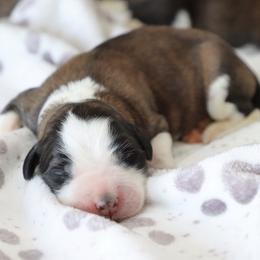 Saint Bernard puppies from Horseshoe Drive Kennel