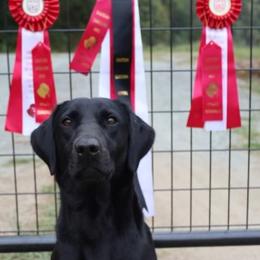 Labrador Retrievers from Abe Turner