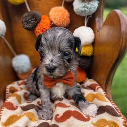Tater- can Christmas hold - male Cavapoochon puppy in Bullard, Texas from Cavapoochon Central LLC