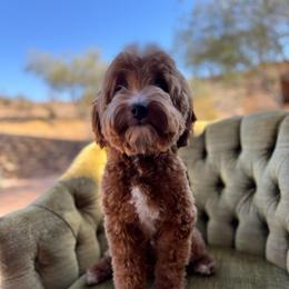 Red - Goldendoodle