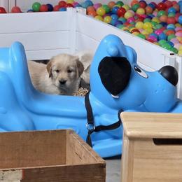 Kiara Boy 9 - Golden male Golden Retriever puppy in Niles, Michigan from Christiana Creek Goldens