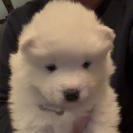 Trudie - White female Samoyed puppy in Atkinson, Nebraska from Sandhills Samoyeds
