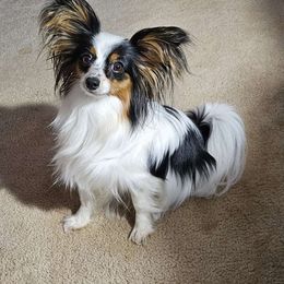 Bonnie - Papillon