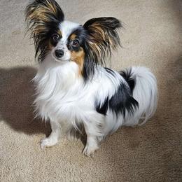 Bonnie - Papillon
