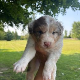 Dorothy - Red merle female Australian Shepherd puppy in Morrow, Ohio from OakHaven Acres Aussies