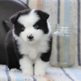 Charlotte - Black & white female Miniature Australian Shepherd puppy in Quapaw, Oklahoma from Rocky Hill Aussies