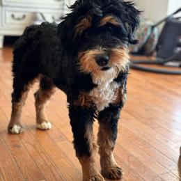 Trixie - Bernedoodle