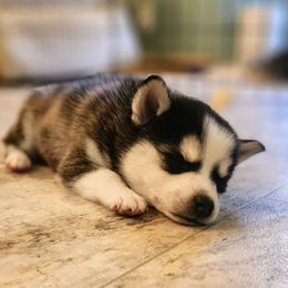 Artic - Black and white male Alaskan Klee Kai puppy in Byron Center, Michigan from Family Friendly Labradors & Klee Kai