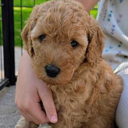 Cookie Dough - Cream female Goldendoodle puppy in Flagstaff, Arizona from Pat's Poodle Pups & Moore