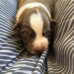 RTF 1 - Red tri-color female Australian Shepherd puppy in Bainbridge, Ohio from CK Aussies