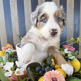 Oliver - Blue merle male Australian Shepherd puppy in Mesa, Arizona from Four Peaks Aussies