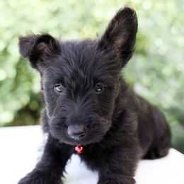 Lachlan - Black male Scottish Terrier puppy in Mount Joy, Pennsylvania from K&M Kennel