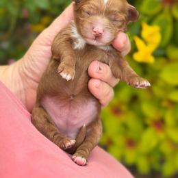 Honey - Red and white female Cockapoo puppy in Pledger, Texas from Sugarbear Cockapoos