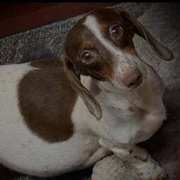 Tipsy - Dachshund
